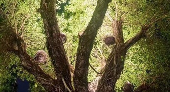 大樹上添鳥窩，原來是投射燈